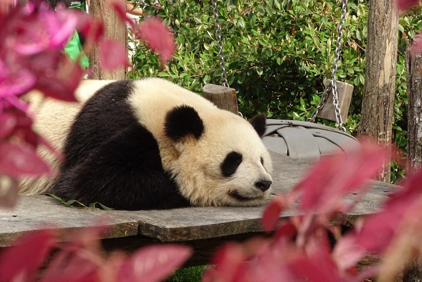 Zoo Beauval dichtbij Chambres d'hôtes, Bed & Breakfast Les hirondelles du moulin, Sassay, France, Frankrijk